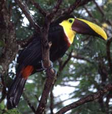 Toucan in Costa Rica rain forest.